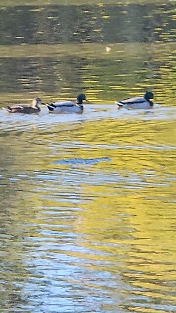 Fox River Ducks