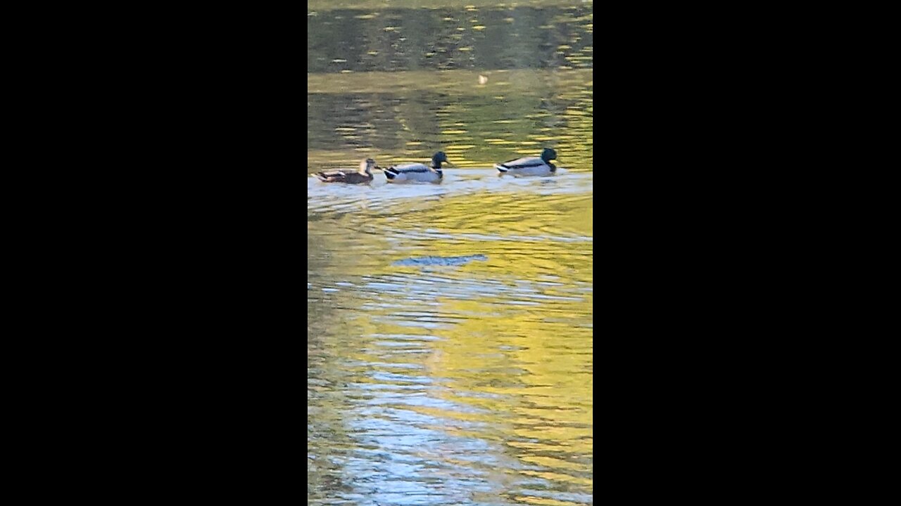 Fox River Ducks
