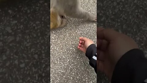 Funny monkey
