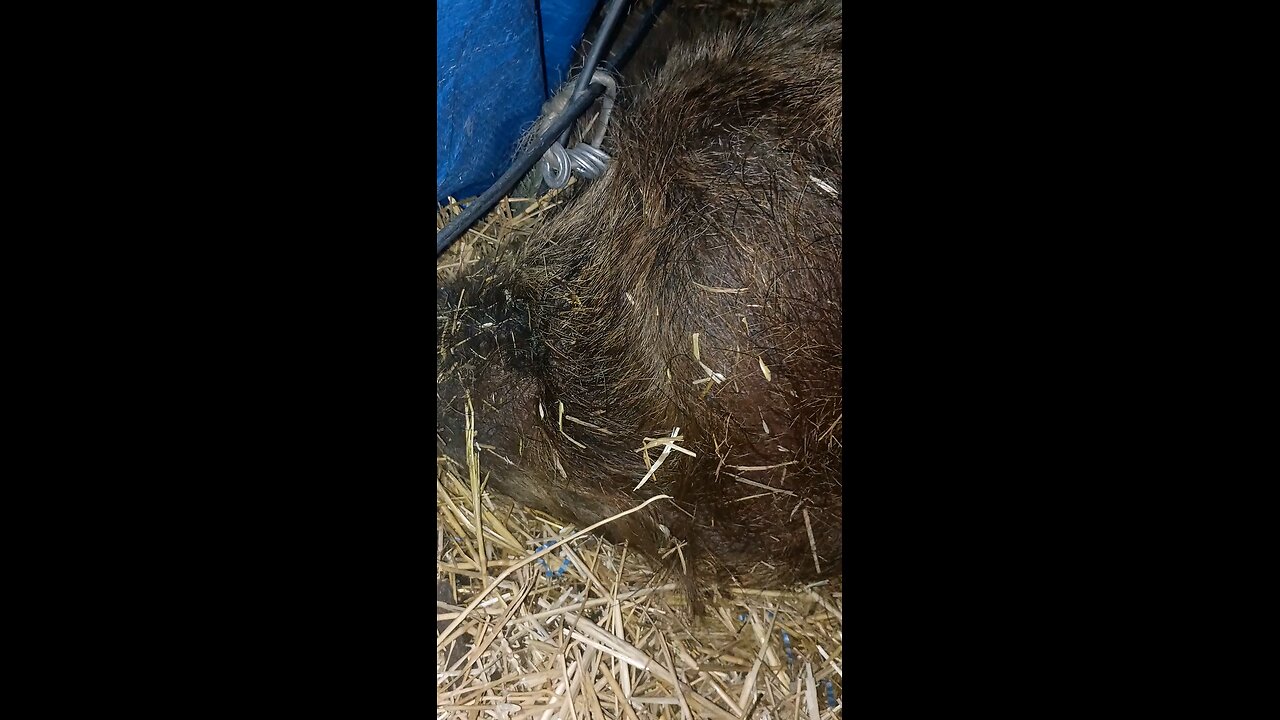 Mom snores while babies nurse