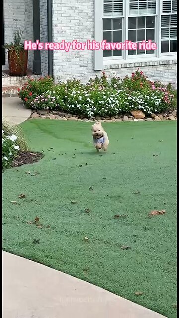 Love All Life Always #341 - This Bus Driver Has The Best Job In The World. Doggy Day Care On Wheels.