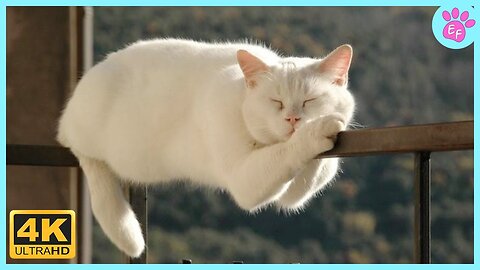 Funny Cat Videos 2023 | 4K Videos | Copyright Free | Creator Mitra