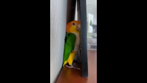 Your parrot is a bully 🦜😤