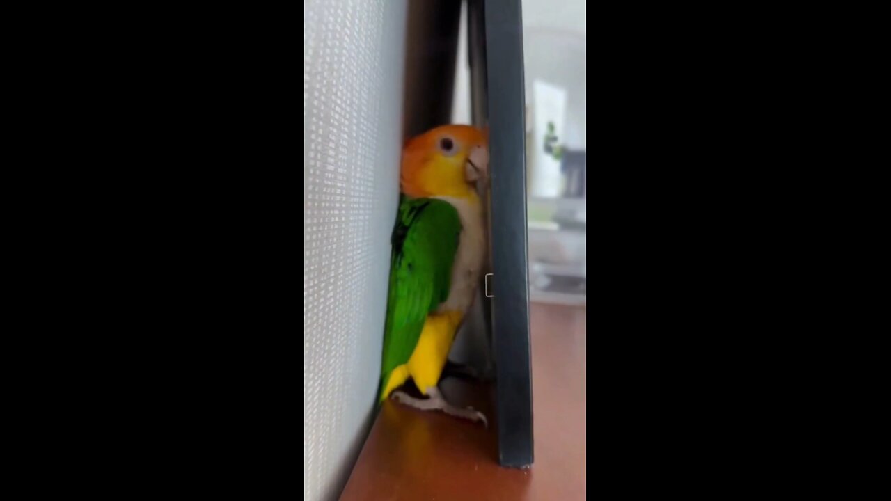 Your parrot is a bully 🦜😤