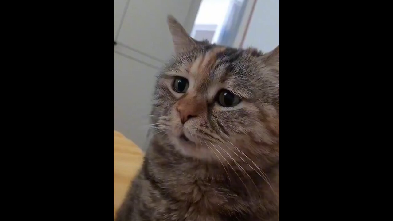 Original Sound - Cat