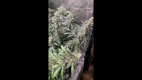 Purple Glue and Blackberry Kush