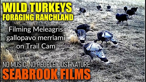 Wild Turkeys Foraging Ranchland: Filming Meleagris gallopavo merriami on Trail Cam