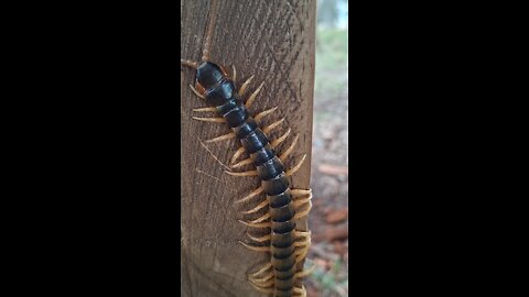 Orange legged centipede.