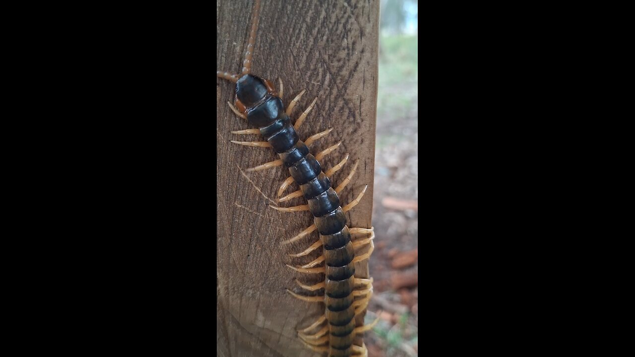 Orange legged centipede.