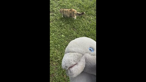 Vlogging Dolphin finds a cat!