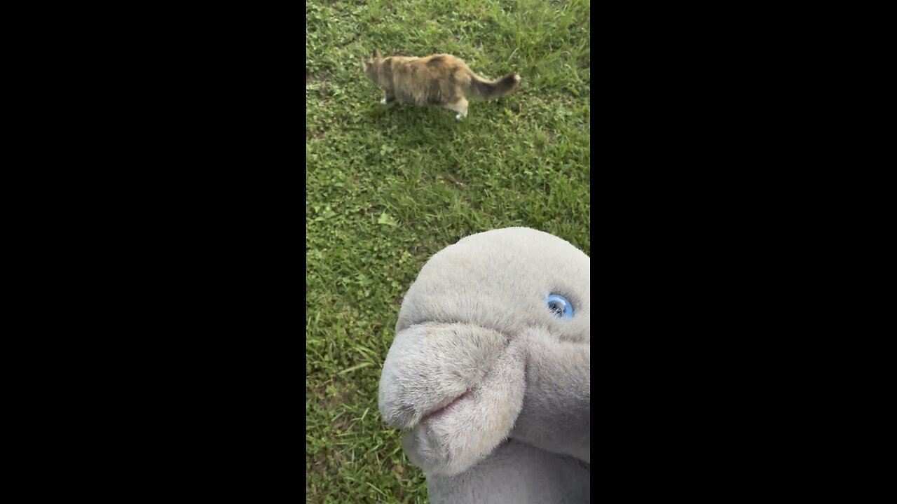 Vlogging Dolphin finds a cat!