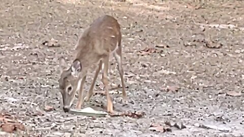 Beautiful Florida Day with the Deer 76 degrees 1/6/26