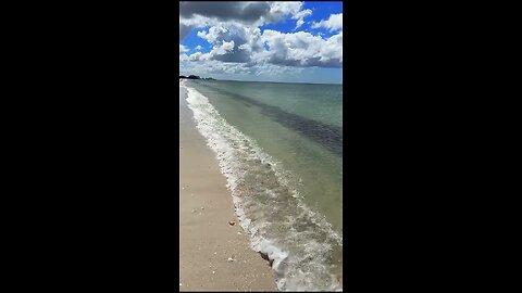 Livestream Replay | Caribbean Vase & Dolphins at Barefoot Beach!