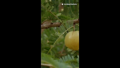 Amla – “The fruit of immortality”