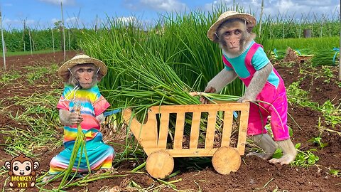 YiYi and YinYin harvest green onions to sell and buy pumpkin to cook