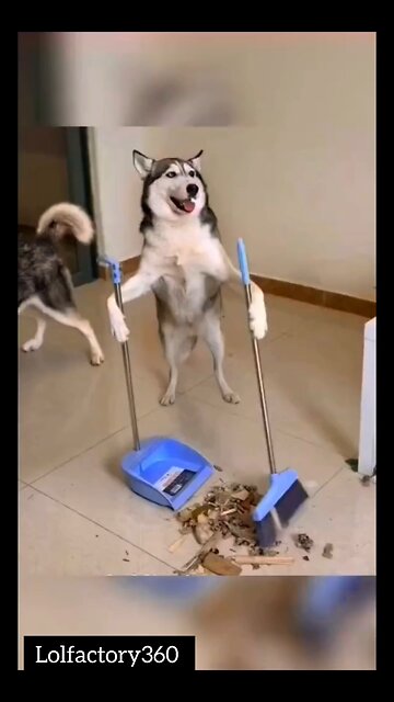 “Animals Being Ridiculously Funny – You’ll Laugh Nonstop!” 😅🤣