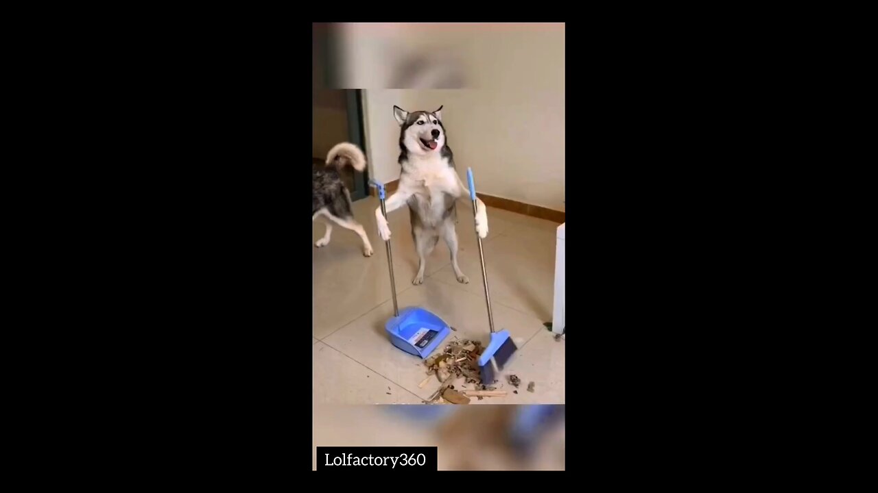 “Animals Being Ridiculously Funny – You’ll Laugh Nonstop!” 😅🤣
