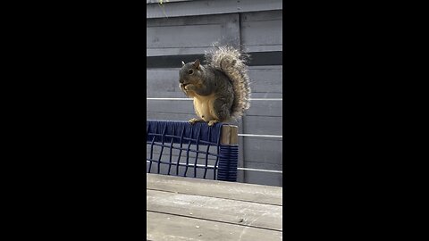 Teddy the Squirrel | A Quiet Moment Under the Pecan Tree