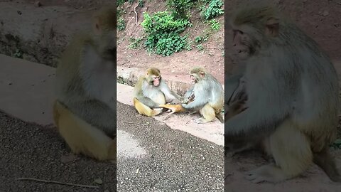 After all, who is the mother of this baby monkey?