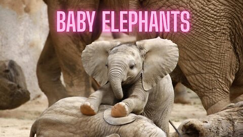 Baby Elephants Learning to Use Their Trunks Will Make You Cry Happy Tears! | AMZG Animals