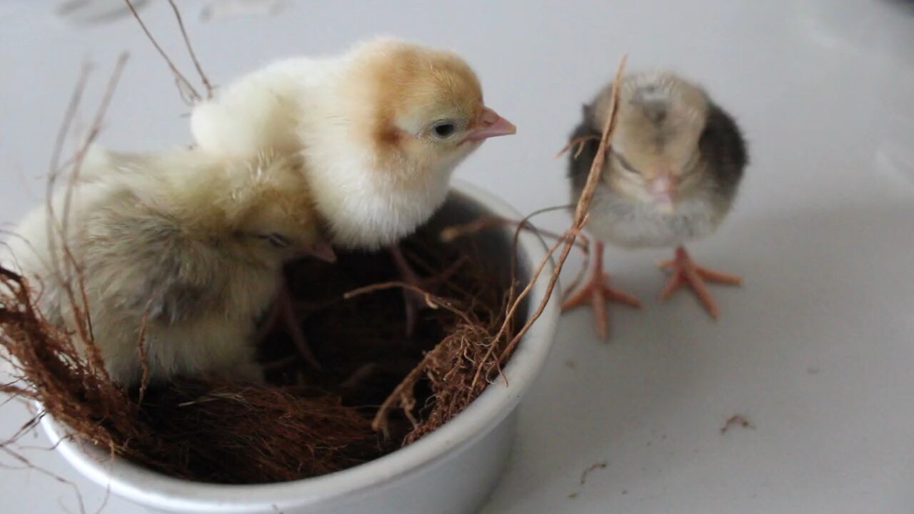 Animal lovers, follow me for more!🦜🐈🐕❤️