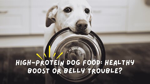 The TRUTH About High Protein Dog Food Your Vet Won't Tell You!