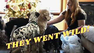 Our Dogs FREAKED Out Over Their CHRISTMAS Presents!