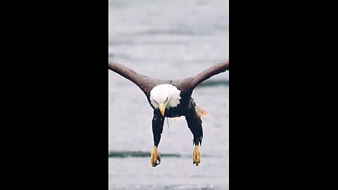 🐦 Eagle Snatches Fish in One Swift Dive! | Nature’s Hunting Master