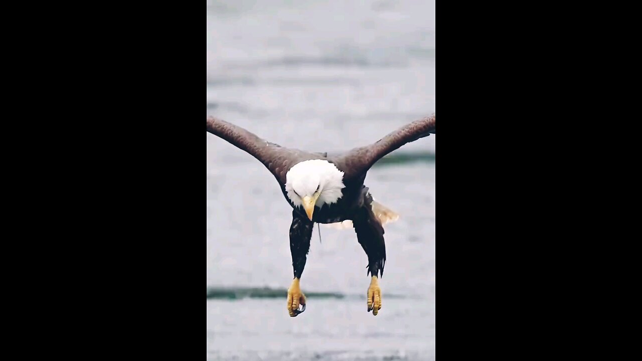 🐦 Eagle Snatches Fish in One Swift Dive! | Nature’s Hunting Master