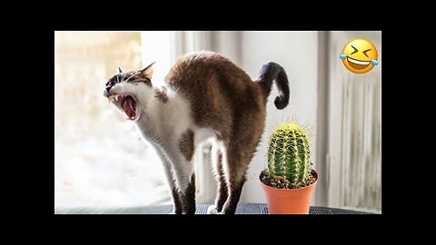 Laugh-Out-Loud Animal Moments You Have to See! 😂🐕🐾