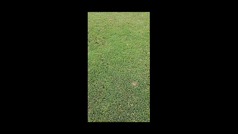 Bermuda Grass is a Weed
