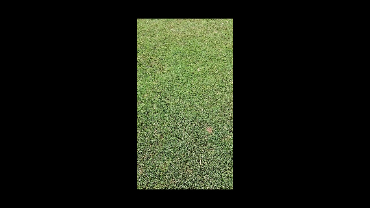 Bermuda Grass is a Weed