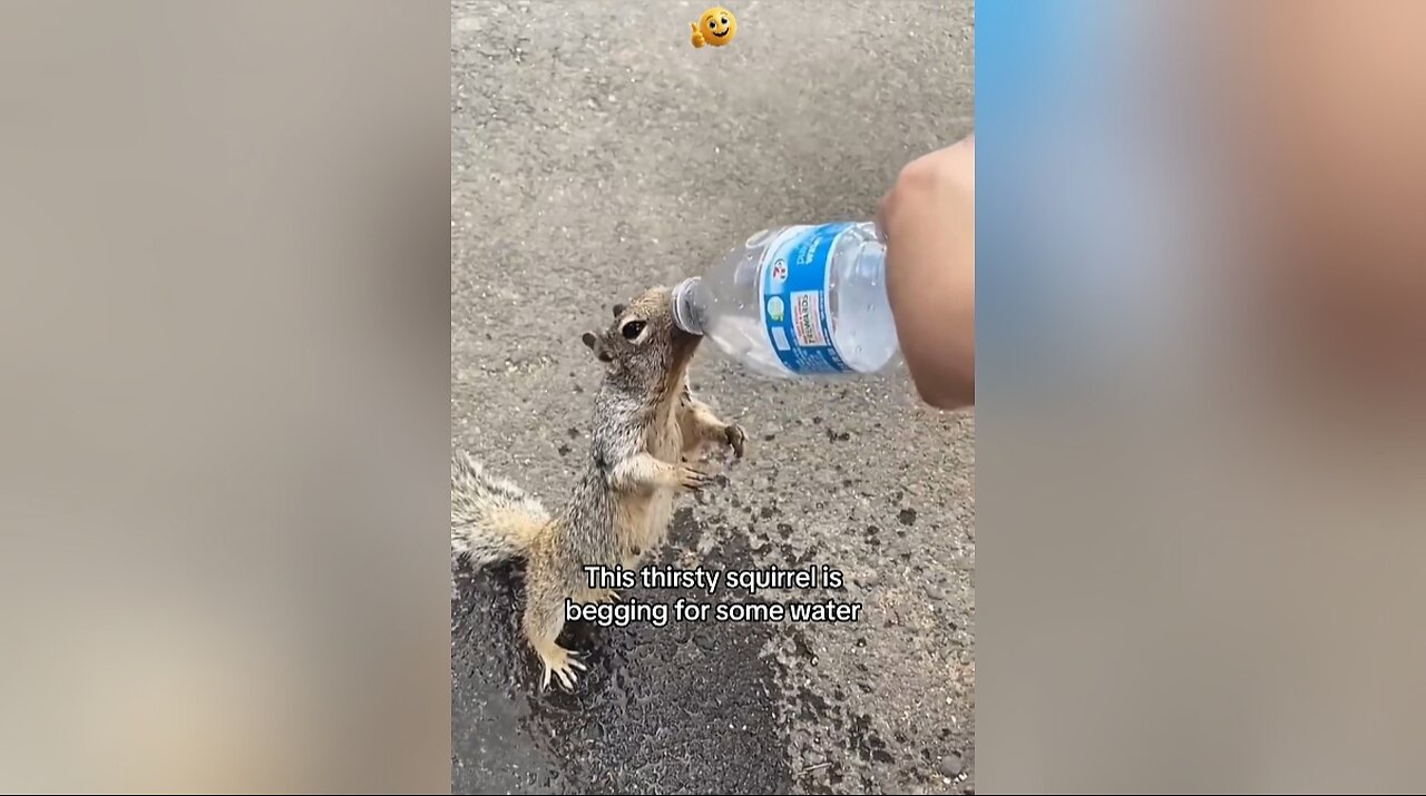 This thirsty squirrel is begging for some water
