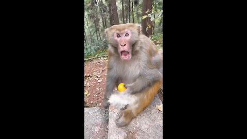 monkey funny Short video 🤣