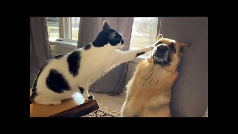 Funny Dogs And Cats Videos 2024 😅- Best Funnies Animal Videos #15