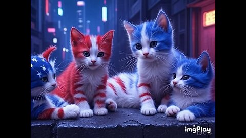 Cute Cat Picture
