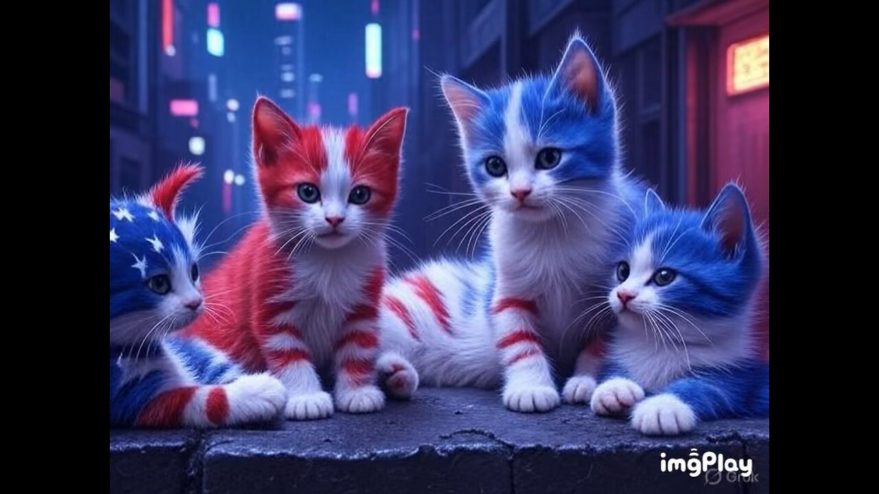 Cute Cat Picture