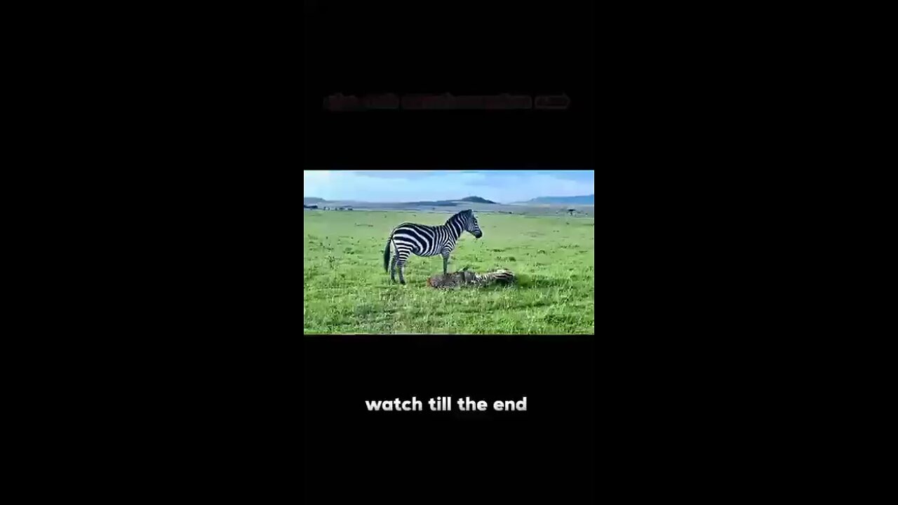 cheetah versus zebra