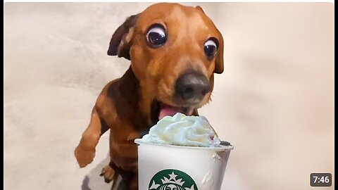 Dogs Being Silly Over a Pup Cup… 😂 Funny Dog Videos 2025 #3333