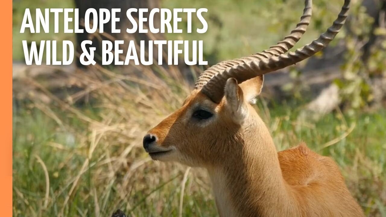 Antelope Adventures: Horns, Hues, and Hidden Treasures | Full Episode