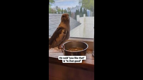HappyParrot