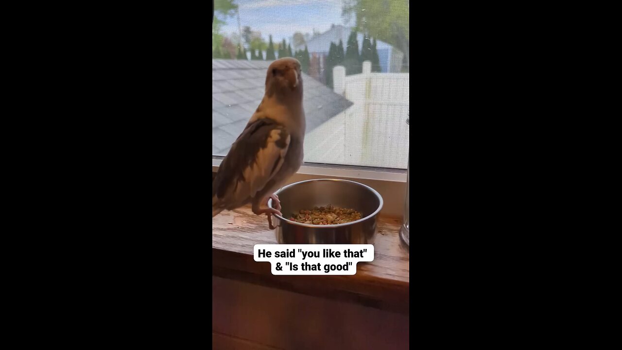 HappyParrot
