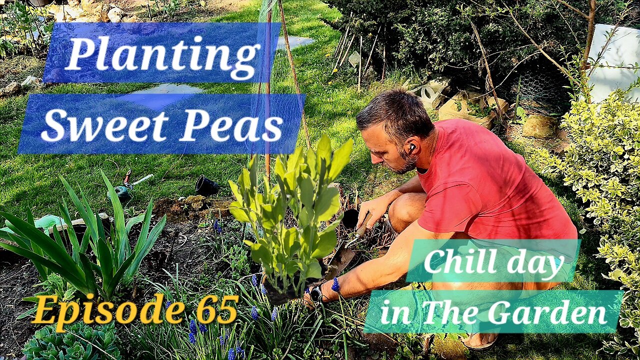 Planting Sweet Peas: Easy Garden Wigwam Setup