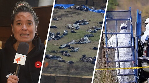 Massacre d’autruches en Colombie-Britannique : que s’est-il passé ?