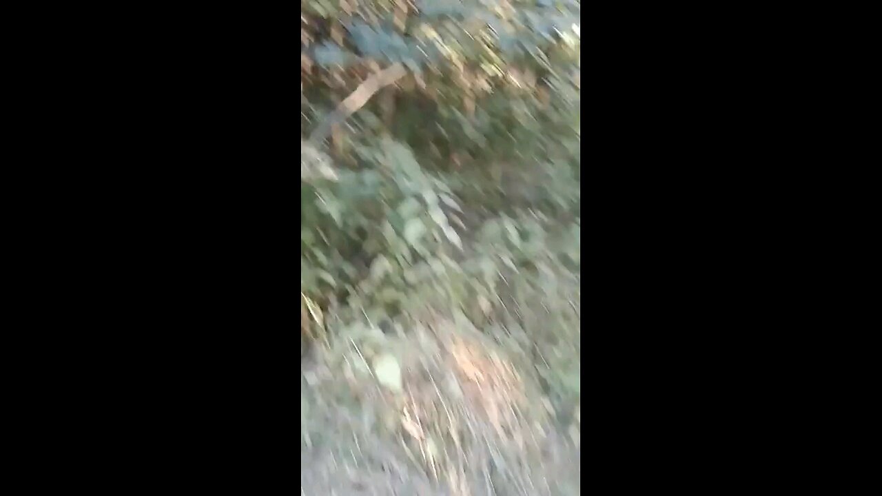 Back Half Of Yard Mowed