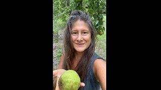 Asian Pear Picking Florida Homestead Heidi Rose & Alexander
