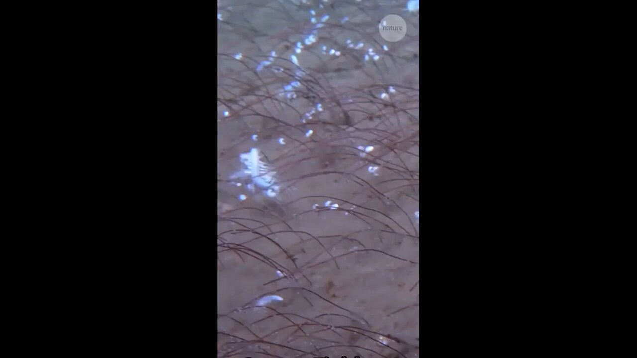 Love All Life Always #214 - Deepest Ocean Trench Ecosystem Ever Found.
