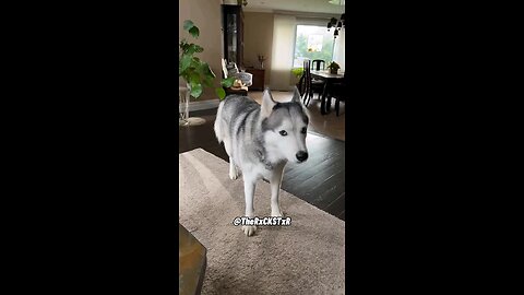 funny talking dogs 🤣 funny dogs video 🤣😂,