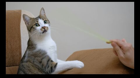 " This cat v/s stick fight got.. too real" #catreaction #tvreaction #funnycat #USA #viralshorts