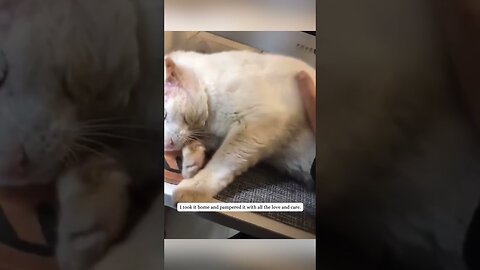 The injured cat came to the girls house and she gave him a home and love